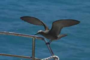 Common Noddy On the vessel R. J. Hawke at Pulu Keeling National Park, Cocos (Keeling) Islands, Indian Ocean