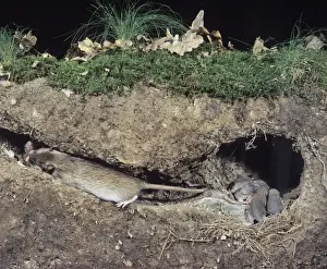 Home Prints: Common / Norway / Brown Rat - litter in nest with adult carrying young from burrow