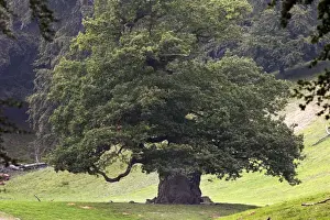 Common Oak