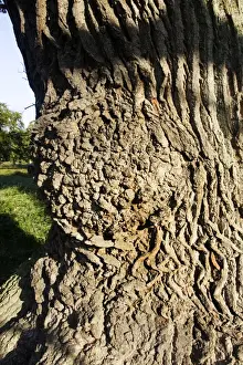 Common Oak Dyrehaven Park Copenhagen Denmark