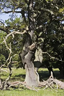 Common Oak Tree