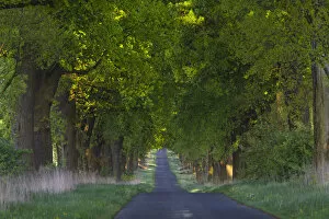 Road Collection: Common Oak Tree Allee, in late spring evening light, Beberbeck estate, Hessen, Germany