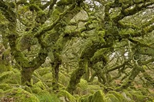 Images Dated 1st November 2014: Common Oak Trees ancient gnarled mossy woodland