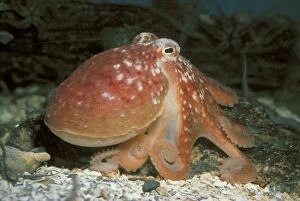 Images Dated 5th January 2006: Common Octopus