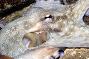 Aquarium Prints: Common Octopus - close-up of head showing funnel and gills Dolphinarium