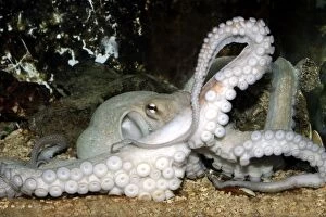 Images Dated 24th October 2003: Common Octopus Delphinarium Port Elisabeth, South Africa