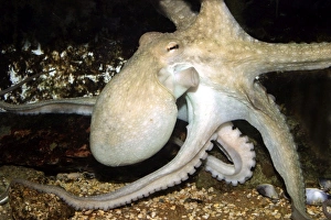 Images Dated 24th October 2003: Common Octopus Dolphinarium, Port Elisabeth. South Africa