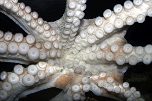 Images Dated 24th October 2003: Common Octopus Dolphinarium, Port Elisabeth. South Africa
