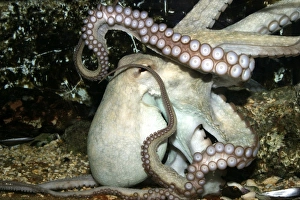 Images Dated 24th October 2003: Common Octopus Dolphinarium, Port Elisabeth. South Africa