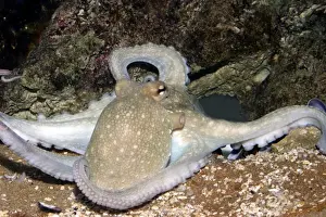 Common octopus Dolphinarium, Port Elisabeth. South Africa