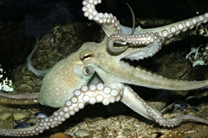 Images Dated 24th October 2003: Common Octopus Dolphinarium, Port Elisabeth. South Africa