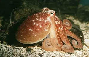 Common Octopus PM 8799 UK Octopus vulgaris © Pat Morris / ardea. com