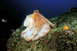Vulgaris Gallery: Common OCTOPUS - on seabed
