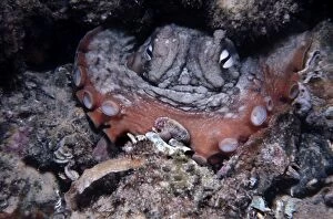 Images Dated 9th December 2004: Common Octopus - Sydney octopus, it feeds on shellfish and small crabs which it drills