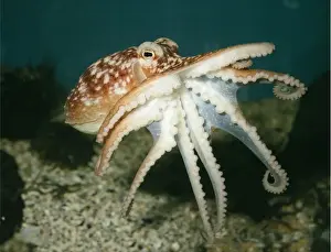 Marine Prints: Common Octopus UK marine