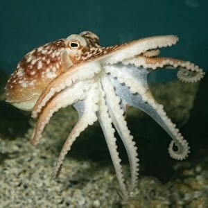 Images Dated 13th September 2005: Common Octopus UK marine