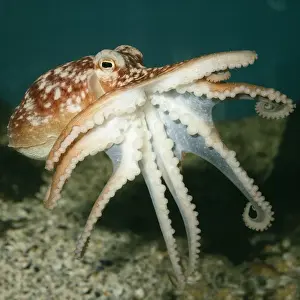 Common Octopus UK marine