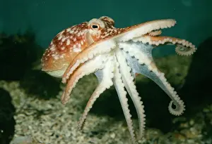 Mollusc Prints: Common Octopus UK marine