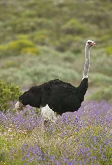 Images Dated 14th August 2012: Common Ostrich. feeding among spring flowers