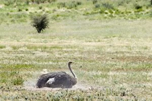 Common Ostrich - Female dust bathing