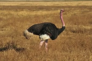 Images Dated 20th September 2008: Common Ostrich male