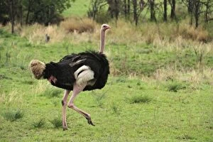 Images Dated 22nd September 2008: Common Ostrich male