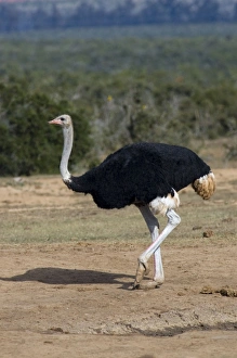 Common Ostrich - Male approaching waterhole