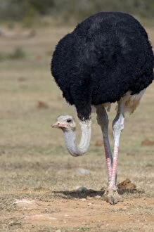 Common Ostrich - Male approaching waterhole