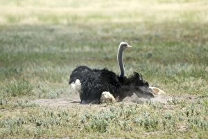 Common Ostrich - Male dust bathing