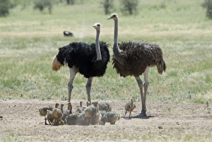 Images Dated 17th March 2008: Common Ostrich - Male and female with chicks. Occurs throughout sub-Saharan Africa except for