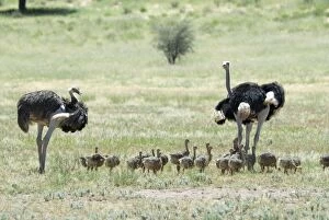 Images Dated 17th March 2008: Common Ostrich - Male and female with chicks. Occurs throughout sub-Saharan Africa except for