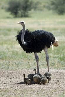 Images Dated 17th March 2008: Common Ostrich - Male shading chicks. Occurs throughout sub-Saharan Africa except for rainforests