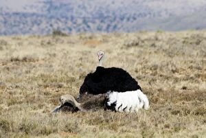 Common Ostrich - mating