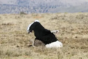 Common Ostrich - mating. Mountain Zebra National Park - Eastern Cape - South Africa