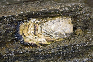 Images Dated 18th July 2008: Common Oyster - individual exposed at low tide