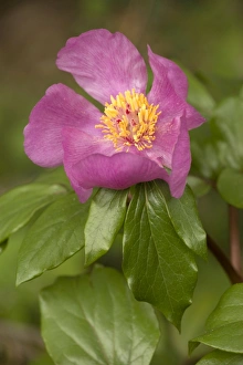Images Dated 17th April 2006: Common paeony (Paeonia mascula) in flower, Italy