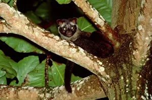 Borneo Prints: Common Palm Civet - In tree, Sabah, Borneo, Malaysia, from India to Indonesia JPF33139