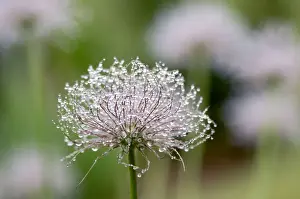 Droplets Prints: Common Pasqueflower - Some fine rain overnight gathered in globules on the decorative