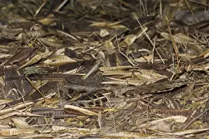 Common Pauraque - in nest South Texas in April