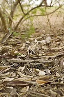 Common Pauraque - in nest South Texas in April
