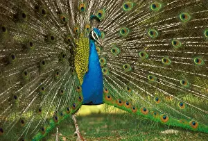 Peacocks Prints: Common Peacock - Displaying JPF53061