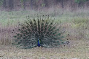 Images Dated 4th May 2003: Common Peacock / Peafowl - male displaying tail plumage Bandhavgarh NP, India