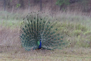 Images Dated 4th May 2003: Common Peacock / Peafowl - male displaying tail plumage Bandhavgarh NP, India
