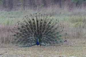 Common Peacock / Peafowl - male displaying tail plumage Bandhavgarh NP, India