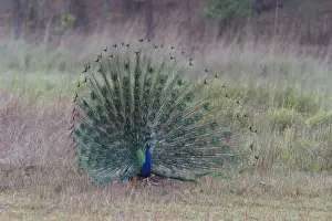 Common Peacock / Peafowl - male displaying tail plumage Bandhavgarh NP, India