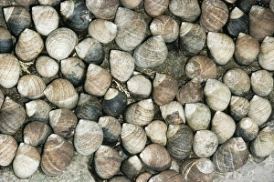 Images Dated 11th August 2004: Common Periwinkle
