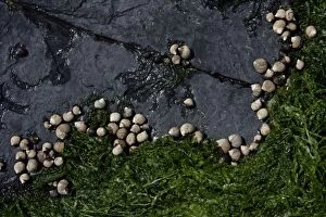 Images Dated 25th May 2006: Common Periwinkle-grazing on algae at low tide, Northumberland UK