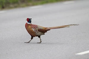 Common Pheasant - adult cock crossing road - Germany