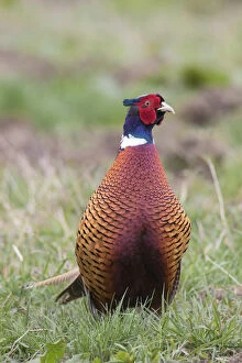 Common Pheasant - adult cock - Germany