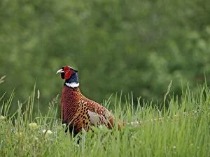 Images Dated 14th May 2012: Common Pheasant - cock